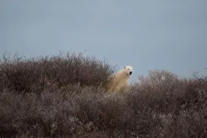 Ursus Maritimus Prints: A polar bear on top of a hillside just outside of Churchill, Manitoba, in October