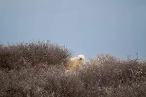 Ursus Maritimus Prints: A polar bear on top of a hillside just outside of Churchill, Manitoba, in October