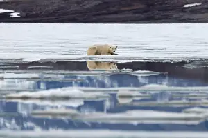 Polar Regions Prints: Polar bear on ice looking at camera, Svalbard and Jan Mayen, Norway, Polar Regions