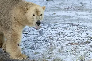 Eurasia Prints: The Polar Bear is the largest land carnivore of the world