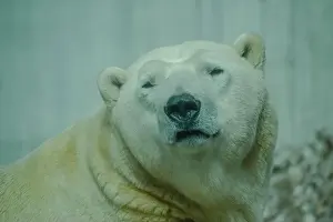 Eurasia Prints: The Polar Bear is the largest land carnivore of the world