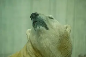 Eurasia Prints: The Polar Bear is the largest land carnivore of the world