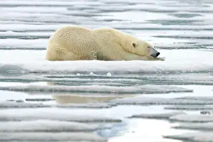 Polar Regions Prints: Polar bear laying on ice, Svalbard and Jan Mayen, Norway, Polar Regions