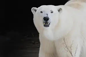 Napping Prints: The polar bear living in territory of a zoo