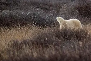 Ursus Maritimus Prints: A polar bear makes its way though high grass and vegetation near Hudson Bay just outside of Churchill