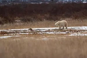 Ursus Maritimus Prints: A polar bear makes its way though high grass and vegetation near Hudson Bay just outside of Churchill