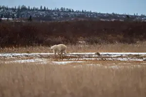 Ursus Maritimus Prints: A polar bear makes its way though high grass and vegetation near Hudson Bay just outside of Churchill