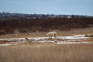 Ursus Maritimus Prints: A polar bear makes its way though high grass and vegetation near Hudson Bay just outside of Churchill