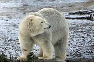 Maritimus Prints: A polar bear or polar bear (Latin: Ursus maritimus)