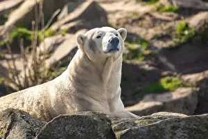 Enormous Prints: A polar bear resting on rocks and boulders