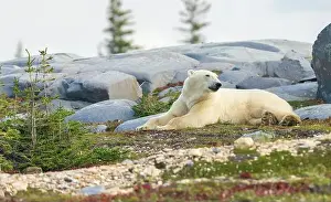 Boar Prints: Polar bear rests along the shoreline of Hudson Bay