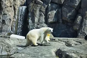 Caged Prints: Polar bear in rocky enclosure with a waterfall in the background on a spring day at the Anchorage zoo in Alaska