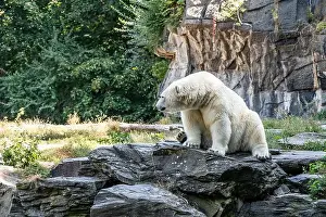 Earthy Prints: A polar bear sits on a stone. The bear looks away