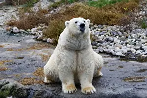 Teddy Bear Prints: A polar bear sitting comfortable on a rock