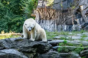 Shadowy Prints: A polar bear is sitting on a rock in front of a wall. The bear is looking at the camera
