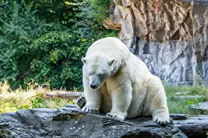 Surrounding Prints: A polar bear is sitting on a rock in a zoo enclosure