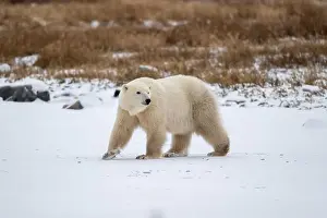 Hudson Bay Prints: Polar bear on snow covered ground near the shoreline of Hudson Bay outside of Churchill