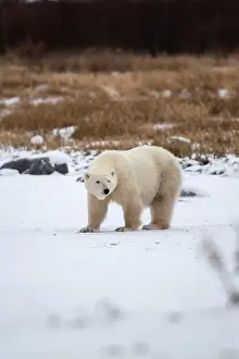 Hudson Bay Prints: Polar bear on snow covered ground near the shoreline of Hudson Bay outside of Churchill