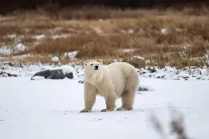 Hudson Bay Prints: Polar bear on snow covered ground near the shoreline of Hudson Bay outside of Churchill