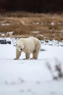 Hudson Bay Prints: Polar bear on snow covered ground near the shoreline of Hudson Bay outside of Churchill