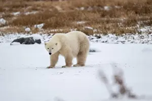 Hudson Bay Prints: Polar bear on snow covered ground near the shoreline of Hudson Bay outside of Churchill