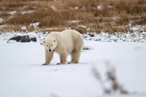 Hudson Bay Prints: Polar bear on snow covered ground near the shoreline of Hudson Bay outside of Churchill