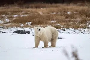 Hudson Bay Prints: Polar bear on snow covered ground near the shoreline of Hudson Bay outside of Churchill