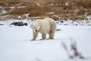 Hudson Bay Prints: Polar bear on snow covered ground near the shoreline of Hudson Bay outside of Churchill