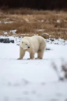 Hudson Bay Prints: Polar bear on snow covered ground near the shoreline of Hudson Bay outside of Churchill