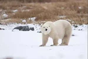 Hudson Bay Prints: Polar bear on snow covered ground near the shoreline of Hudson Bay outside of Churchill