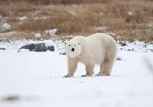 Hudson Bay Prints: Polar bear on snow covered ground near the shoreline of Hudson Bay outside of Churchill