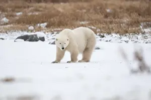 Hudson Bay Prints: Polar bear on snow covered ground near the shoreline of Hudson Bay outside of Churchill