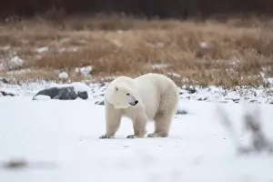 Hudson Bay Prints: Polar bear on snow covered ground near the shoreline of Hudson Bay outside of Churchill