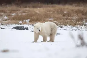 Hudson Bay Prints: Polar bear on snow covered ground near the shoreline of Hudson Bay outside of Churchill