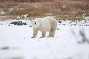 Hudson Bay Prints: Polar bear on snow covered ground near the shoreline of Hudson Bay outside of Churchill