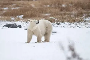 Hudson Bay Prints: Polar bear on snow covered ground near the shoreline of Hudson Bay outside of Churchill
