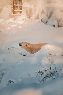 Boreal Prints: Polar bear in the snow in wildlife park enclosure in Ranua, Lapland