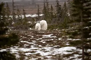 White Bear Prints: polar bear sow and cub walking over partially snow covered ground in November not far from Churchill Manitoba