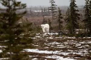 White Bear Prints: polar bear sow and cub walking over partially snow covered ground in November not far from Churchill Manitoba