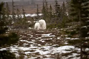 White Bear Prints: polar bear sow and cub walking over partially snow covered ground in November not far from Churchill Manitoba