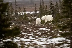 White Bear Prints: polar bear sow and cub walking over partially snow covered ground in November not far from Churchill Manitoba