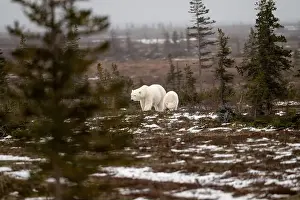 White Bear Prints: polar bear sow and cub walking over partially snow covered ground in November not far from Churchill Manitoba