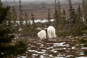 White Bear Prints: polar bear sow and cub walking over partially snow covered ground in November not far from Churchill Manitoba