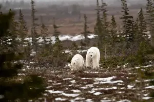 White Bear Prints: polar bear sow and cub walking over partially snow covered ground in November not far from Churchill Manitoba