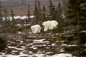 White Bear Prints: polar bear sow and cub walking over partially snow covered ground in November not far from Churchill Manitoba