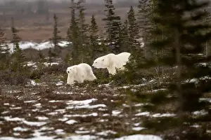 White Bear Prints: polar bear sow and cub walking over partially snow covered ground in November not far from Churchill Manitoba
