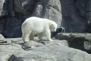 Caged Prints: Polar bear standing in enclosure at the Anchorage zoo on a sunny spring day