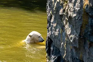 Gritty Prints: A polar bear is swimming in a body of water next to a large rock