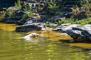 Earthy Prints: A polar bear is swimming in a lake with green water