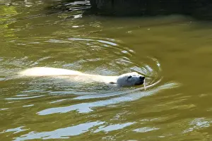 A polar bear swims in a pond. The water is murky and only the bear is present in the scene